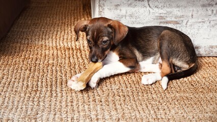 Cute Young Puppy with Bone Treat Lying on Woven Rug White Rustic Background