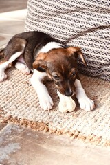 Cute Young Puppy with Bone Treat Lying on Woven Rug White Rustic Background