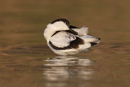 Pied Avocet (Recurvistra avosetta) preening feathers in shallow water.