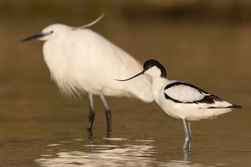 Obraz premium Pied Avocet (Recurvirostra avosetta) with Little Egret (Egretta garzetta) in background.