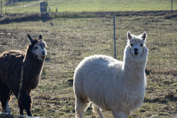 Fototapeta premium Alpacas on a Farm Pasture in Ipsheim Germany