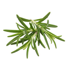 Fototapeta premium Fresh rosemary herb bunch, green leaves for cooking and food decoration, isolated on white background