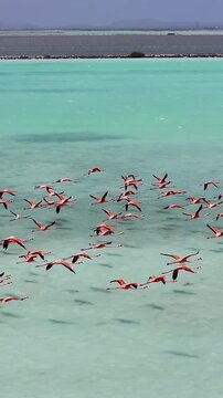 Flamingos Flying At Kralendijk In Bonaire Netherlands Antilles. Wildlife Landscape. Caribbean Background. Sea Birds Animals. Flamingos Flying At Kralendijk In Bonaire Netherlands Antilles.