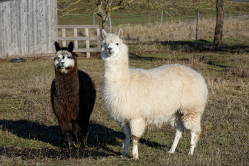 Fototapeta premium Alpacas on a Farm Pasture in Ipsheim Germany