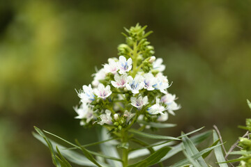Flora of Gran Canaria - Echium decaisnei, white bugloss endemic to Canary Islands natural macro floral background