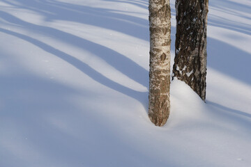 Winter forest covered with fresh snow.