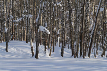 Winter forest covered with fresh snow.