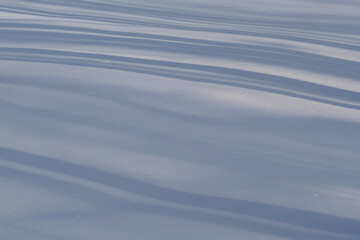 Winter forest covered with fresh snow.