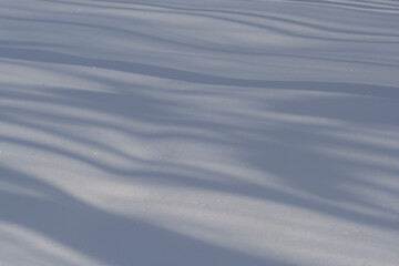Winter forest covered with fresh snow.