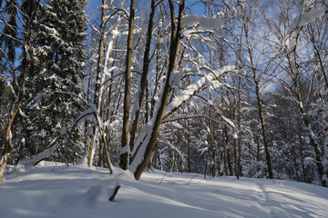 Winter forest, trees covered with fresh snow after snow falling.