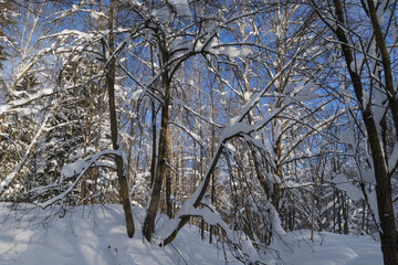 Winter forest, trees covered with fresh snow after snow falling.