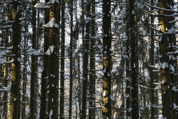 Spruce trees covered with fresh snow in the winter forest.