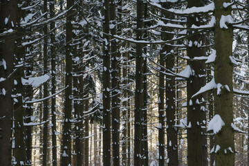 Spruce trees covered with fresh snow in the winter forest.