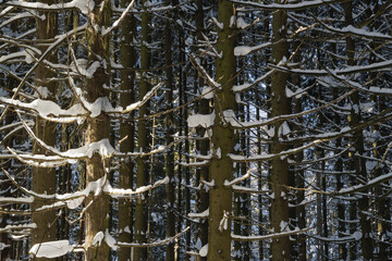 Spruce trees covered with fresh snow in the winter forest.