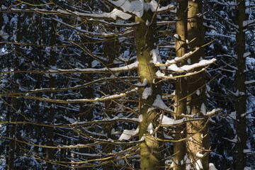 Spruce trees covered with fresh snow in the winter forest.