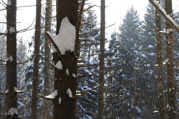Spruce trees covered with fresh snow in the winter forest.
