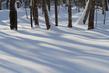 Winter forest covered with fresh snow.