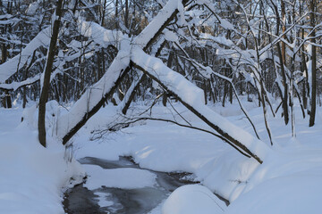 Winter forest covered with fresh snow and small forest river.