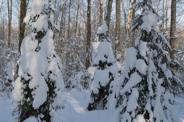 Spruce trees covered with fresh snow in the winter forest.