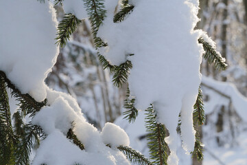 Spruce trees covered with fresh snow in the winter forest.