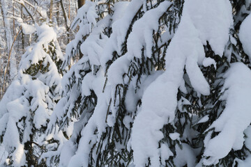 Spruce trees covered with fresh snow in the winter forest.