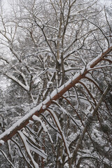 Winter forest, trees covered with fresh snow after snow falling.