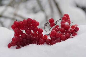 Ripe red viburnum berries on snow in the winter forest.