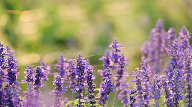 Purple Blue Salvia flowers with spider webs and a flying bee in golden hour sunlight.