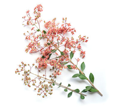 Red Henna or Lawsonia inermis branch flowers,fruits and green leaves isolated on white background.top view.