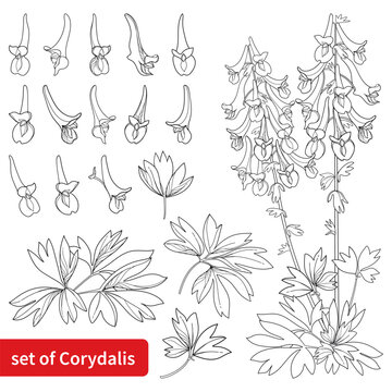 Set with outline Corydalis or fumewort flower bunch with leaf in black isolated on white background.