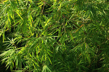Fototapeta premium green bamboo leaves