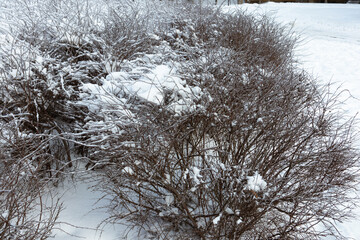 Dry and bald bushes covered with snow in winter
