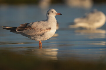 Obraz premium Immature Black-headed Gull - Chroicocephalus ridibundus at Khawr Ad Dahariz Reserve, Salalah, Oman. Elegant waterbird standing in golden hour light with soft reflections.