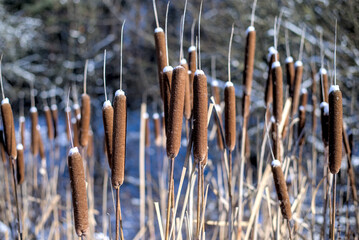 Cattail reeds by the lake in February
