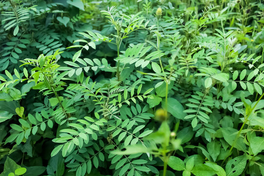 Indigofera is a genus of tree-shaped legumes that can be used as high-quality animal feed due to its high protein and mineral content.