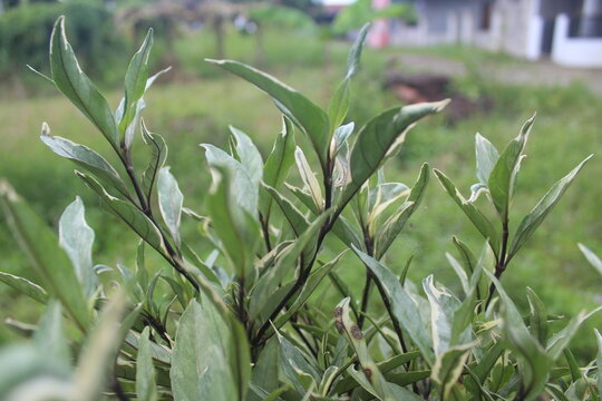 Gandarusa batik leaves (Justicia gendarussa) are a type of gandarusa medicinal plant that has a mixed green and white pattern like batik, which is effective as a traditional medicine to relieve swelli