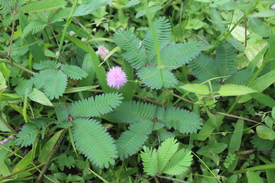 Mimosa pudica (Mimosa pudica) is a typical wild plant whose leaves close/wilt when touched due to the seismonasty mechanism.