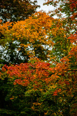 autumn leaves in the forest