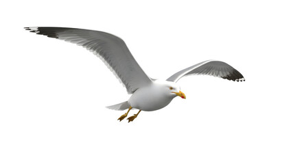 Obraz premium Isolated Seagull in Flight on Black Background