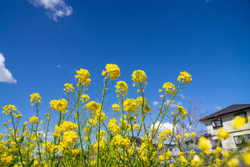 菜の花畑