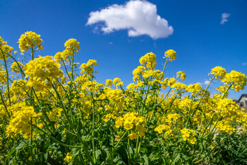 Obraz premium 菜の花畑