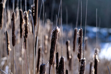 Photo with dry reeds, Typha Latifolia, also called bulrush, reedmace, cattail or corn dog grass.