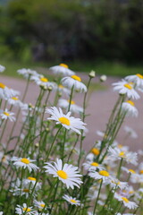 Bellis perennis L © IKa