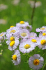 Fototapeta premium Bellis perennis L