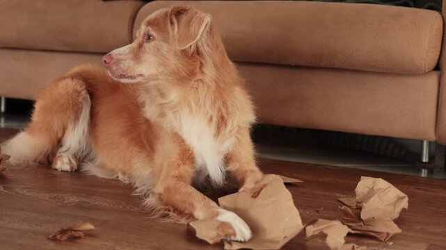 The dog rests beside torn cardboard bits scattered across the floor.