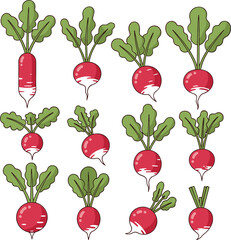 Vector set of fresh red radish vegetables with different shapes and leaves, hand drawn for food, farm and healthy design