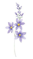 Obraz premium Flower watercolor, floral clip art. Perfectly for printing design on invitations, cards, wall art and other. Botanical illustration isolated on white background. Hand painting.