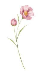 Fototapeta premium Flower watercolor, floral clip art. Perfectly for printing design on invitations, cards, wall art and other. Botanical illustration isolated on white background. Hand painting.