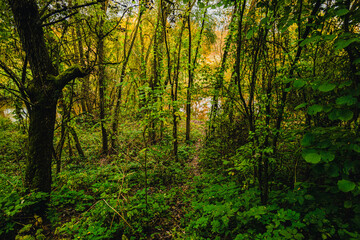 Obraz premium A hidden forest trail winding through a dense green thicket of young trees and wild bushes leading towards a quiet riverside.