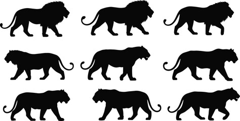 Lion walking silhouettes set, wild animal collection, black and white vector illustration, safari predator, african wildlife design © Heyy